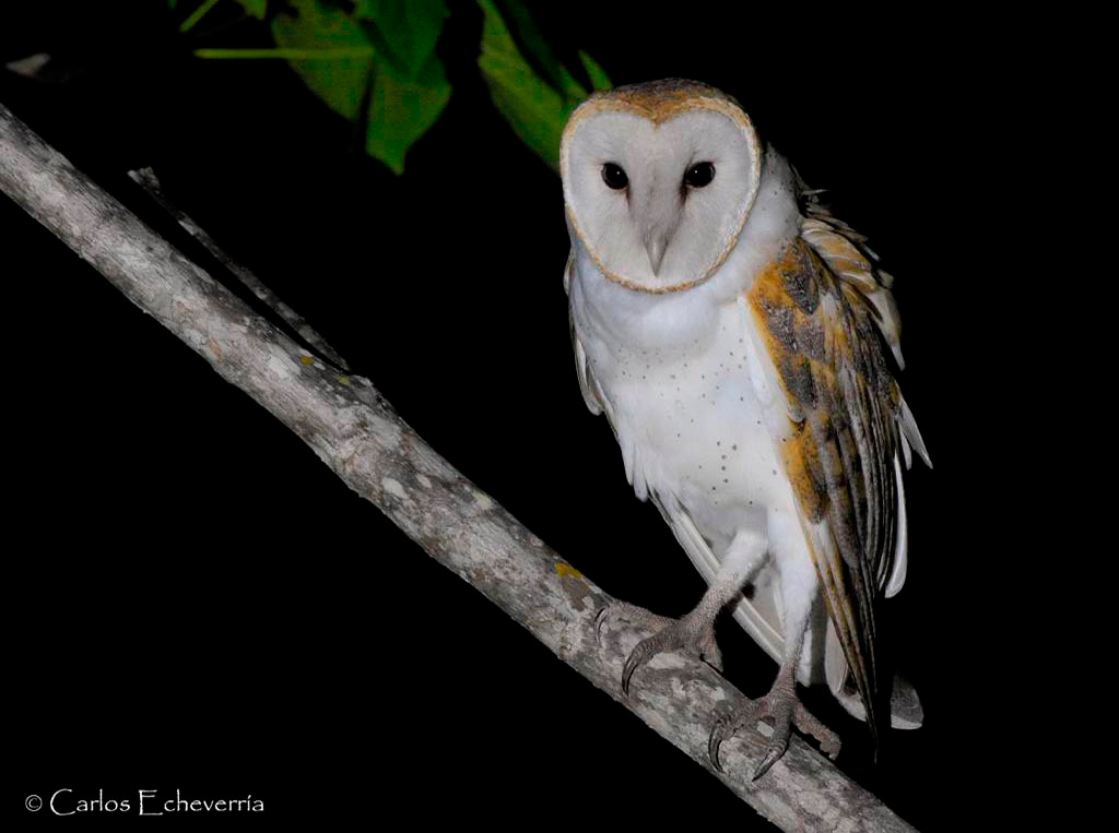 Barn Owl Expedicin de aves endmicas regionales Carmelita Puerto Arturo