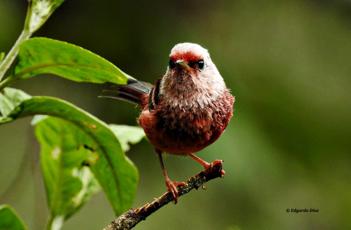 Expedición de aves de bosques nubosos de Guatemala.