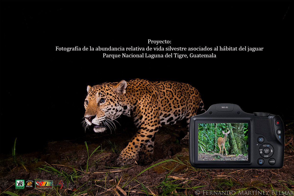 Monitoreo biológico de vida silvestre asociados al hábitat del jaguar 