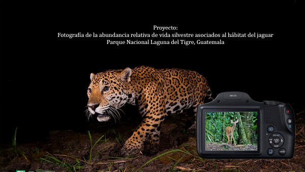 Fotografiando la vida silvestre asociados al hábitat del jaguar.