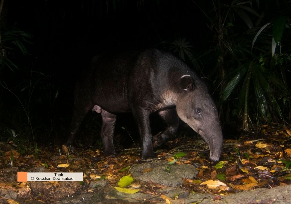 Tapirus bairdi