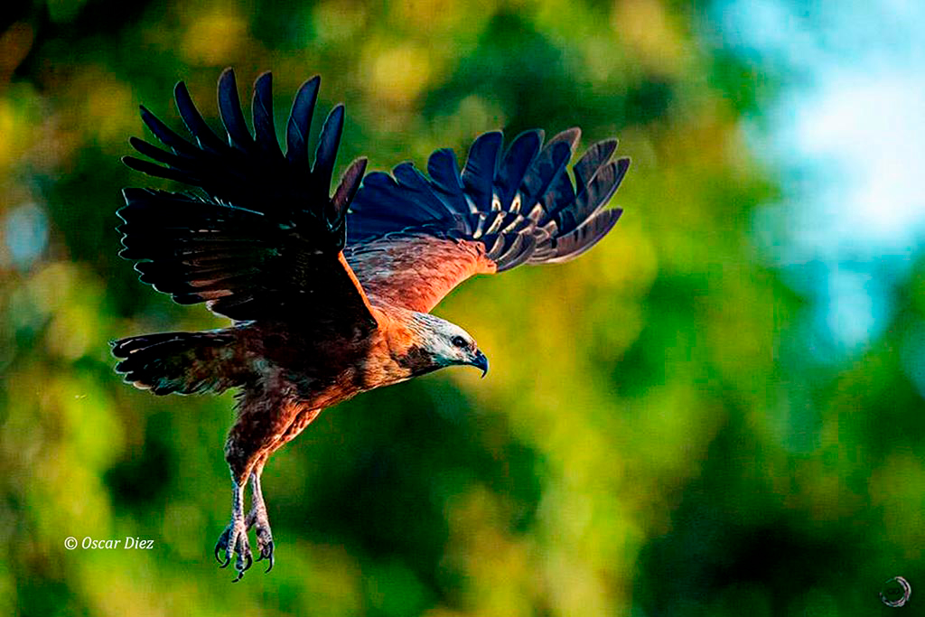Collared black Hawk Expedicin de aves endmicas regionales Carmelita Puerto Arturo