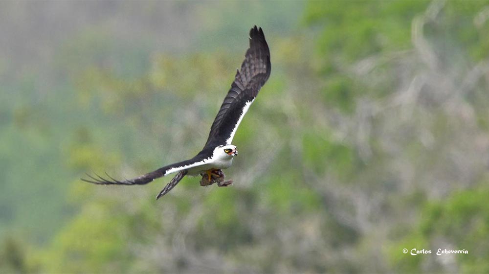 Black and White hawk Eagle Guacamayas travel