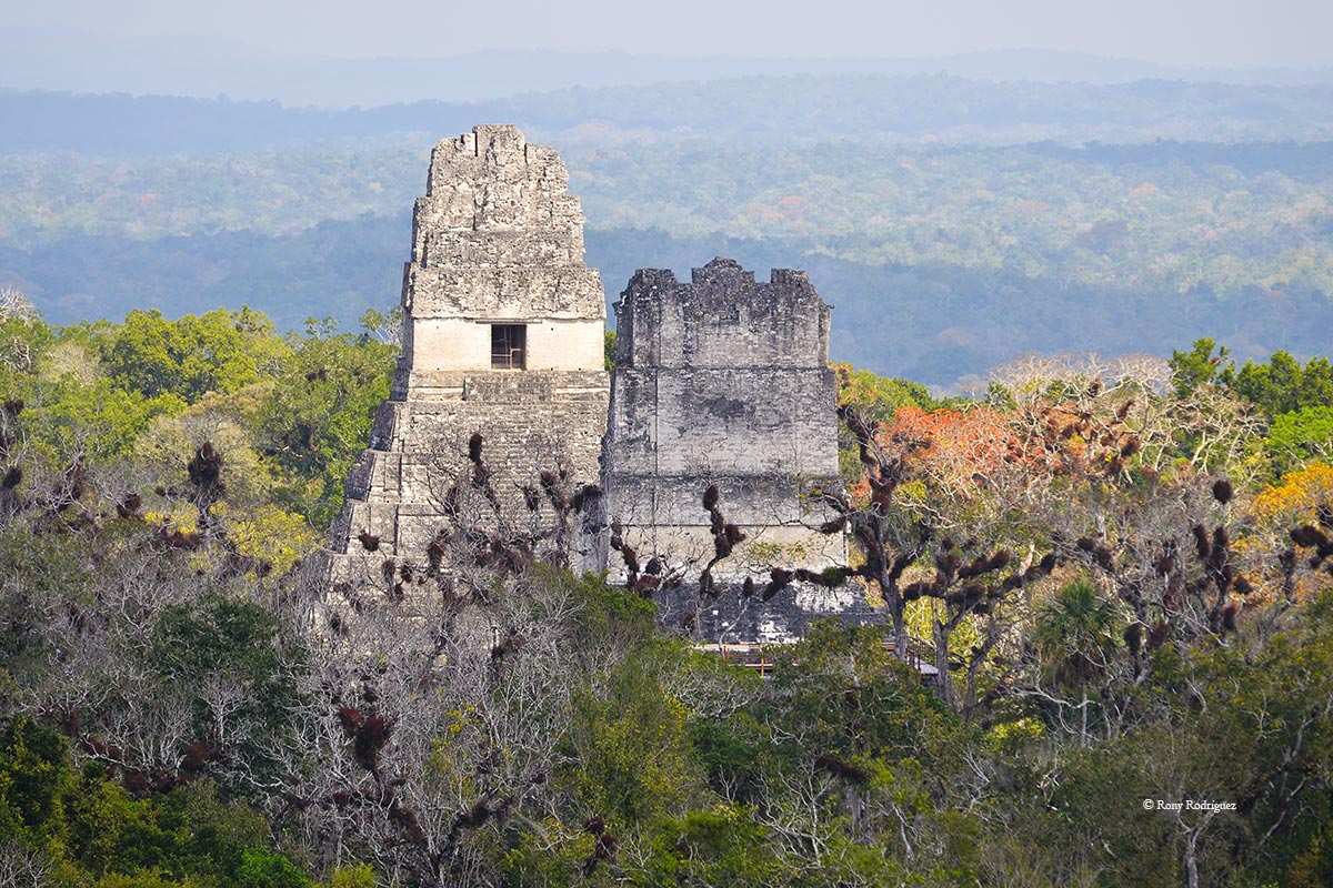 Tikal guacamayas travel