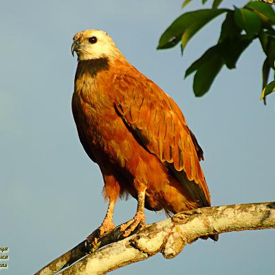 Black Collared Hawk Aves De La Biosfera Maya