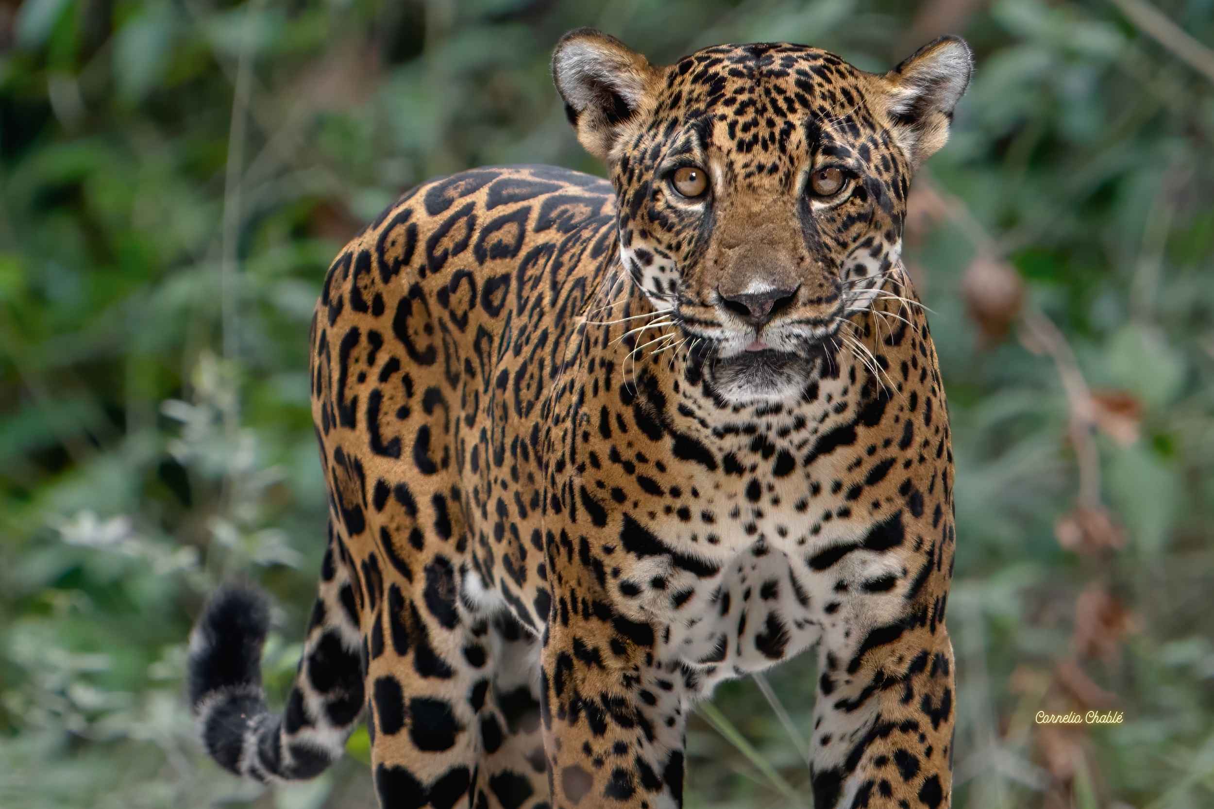 Safari Fotográfico en la Ruta del Jaguar: Capturando la Belleza de una Especie Emblemática.