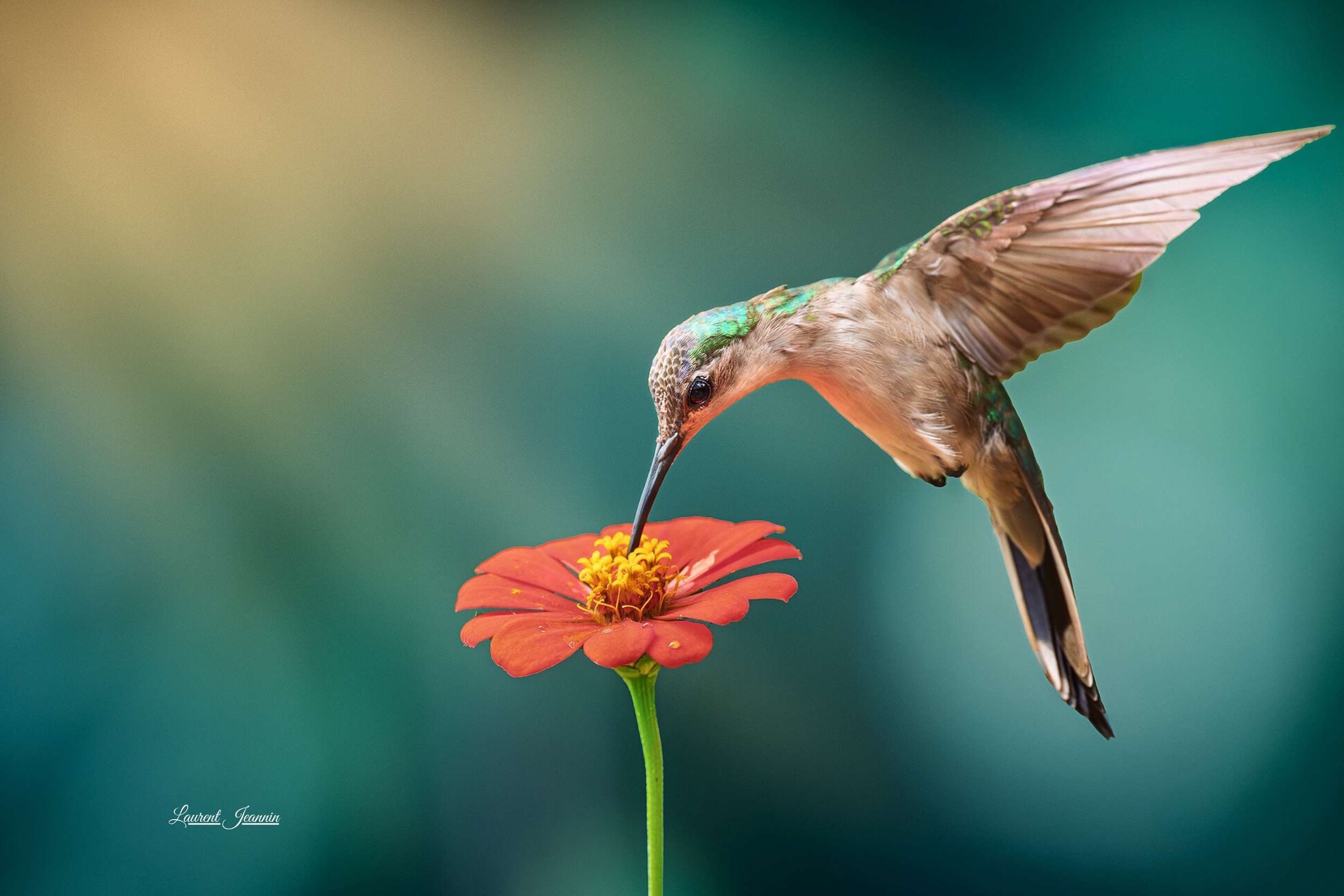 Las Guacamayas: Un Paraíso para Fotógrafos, Amantes de la Naturaleza y Colibríes