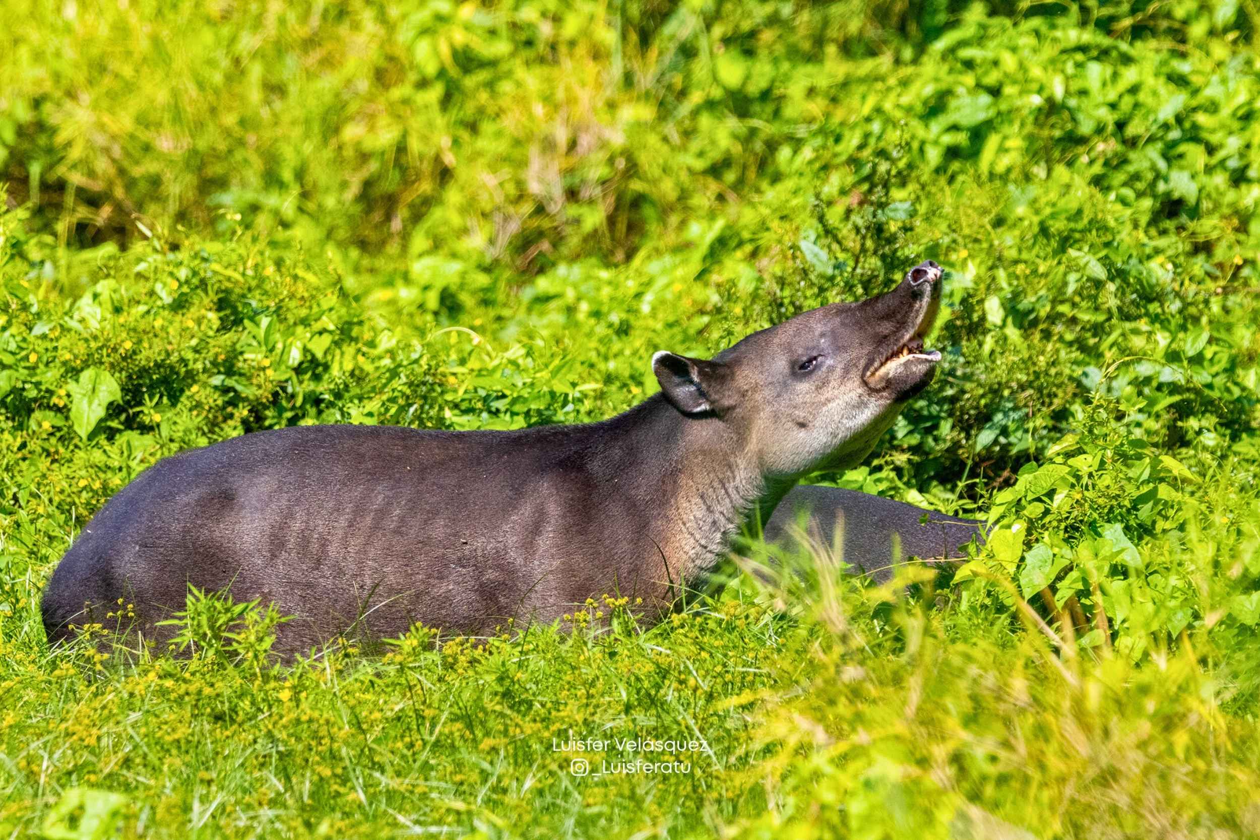  Safari Fotográfico: Explorando la Vida Silvestre de Puerto Arturo.