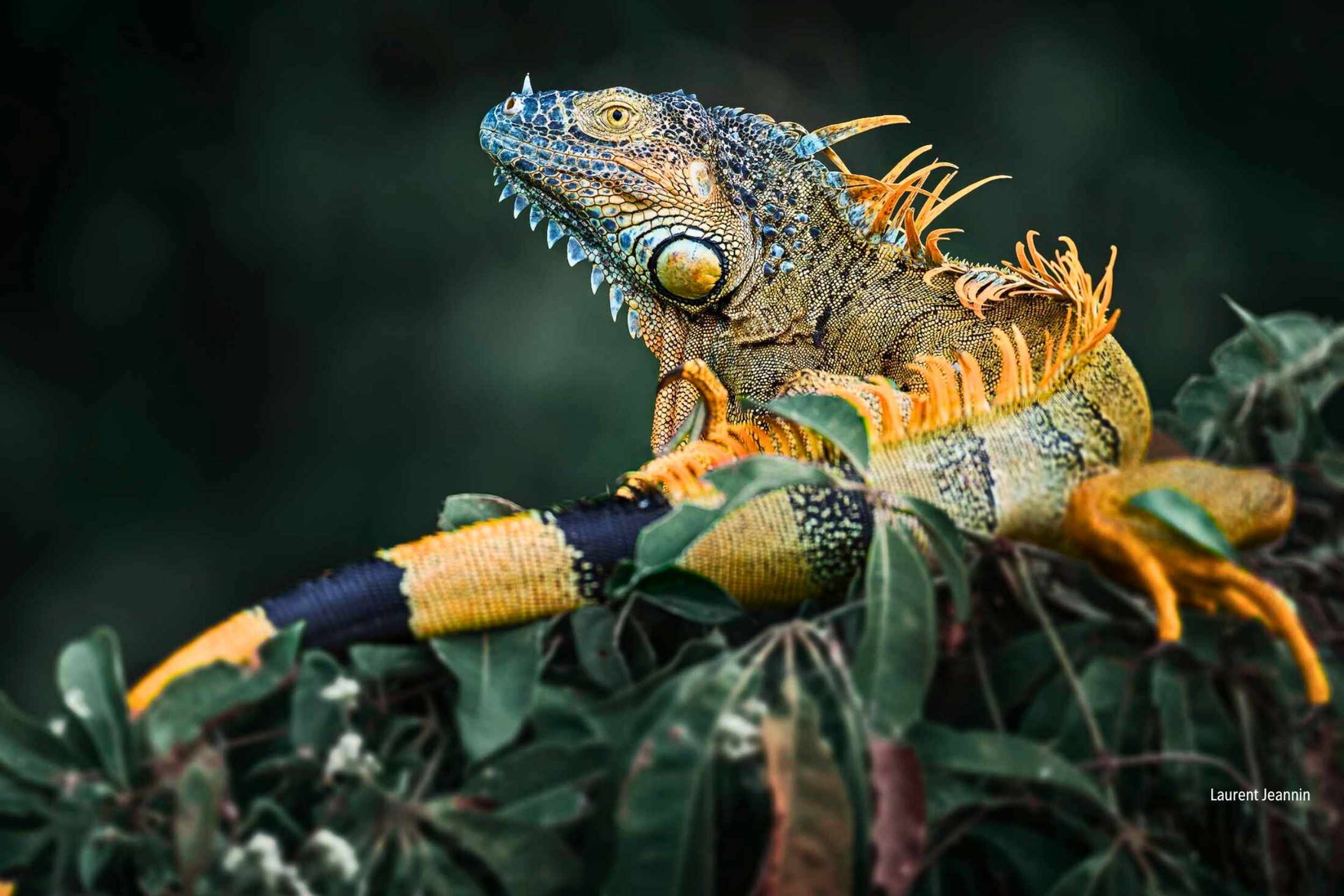 Iguana iguana: Guardian de los bosques tropicales del Neotrópico