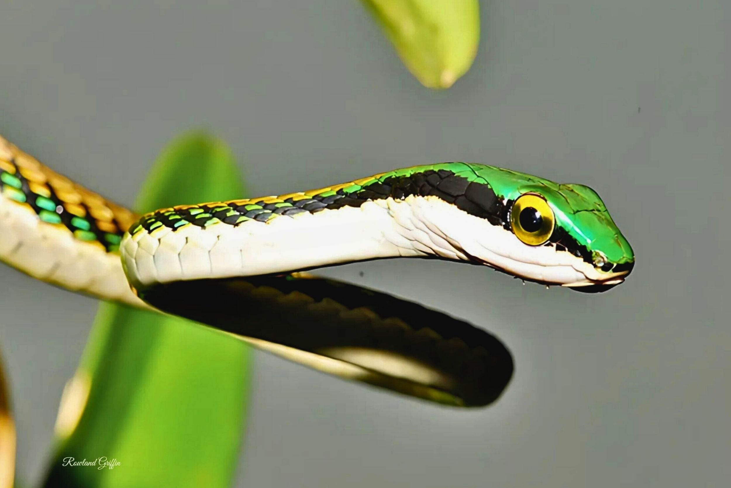Leptophis mexicana: un indicador natural de ecosistemas saludables