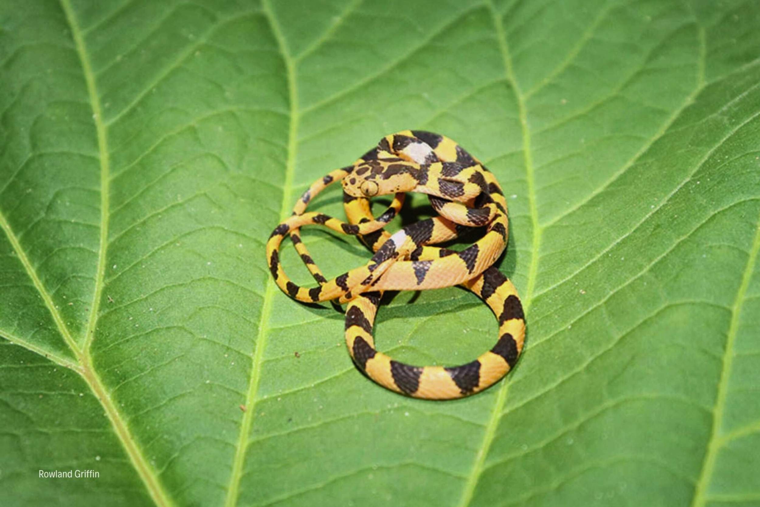 Imantodes cenchoa: la esquiva serpiente bejuquilla documentada en el Parque Nacional Laguna del Tigre