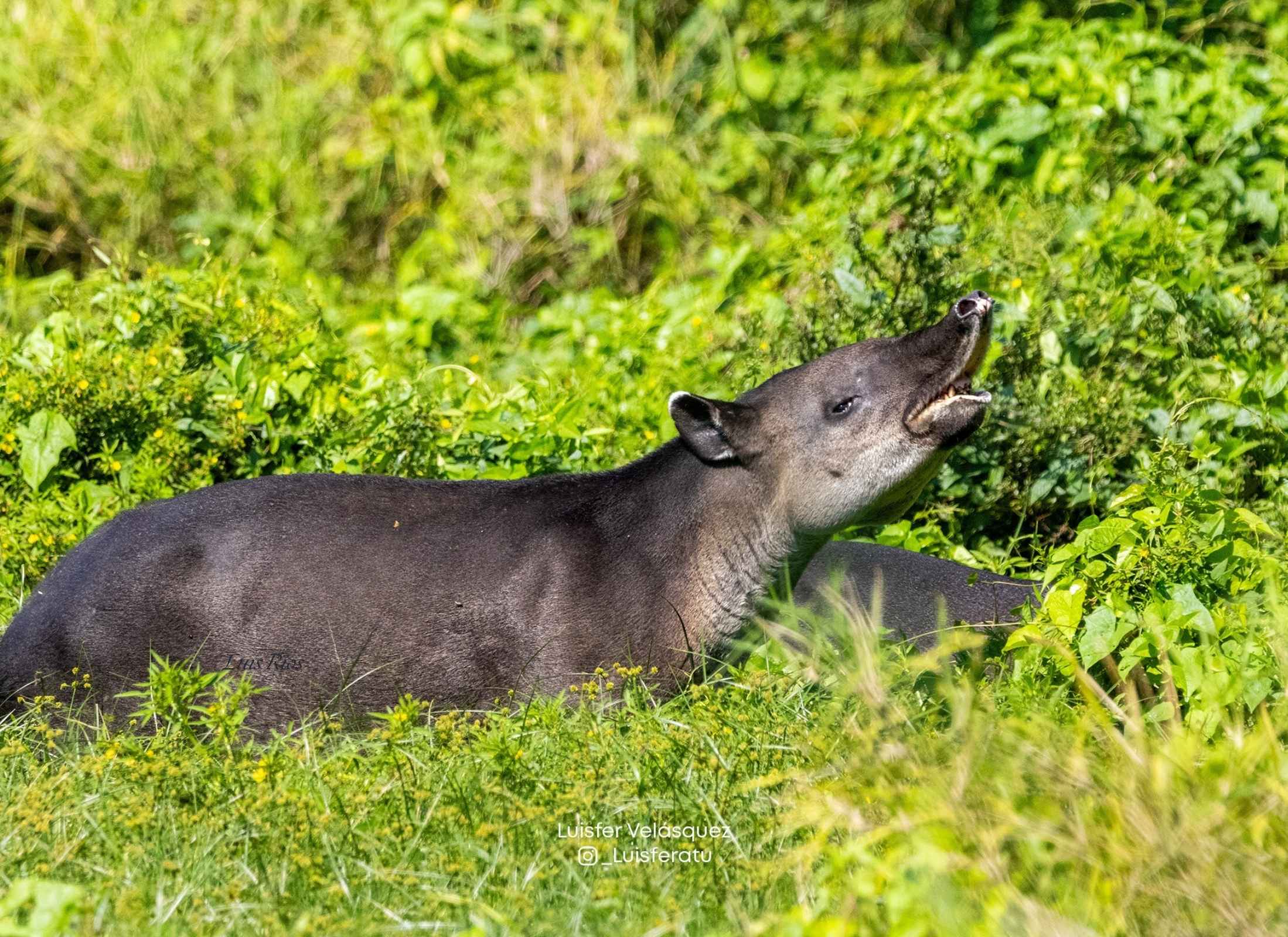 Danta tapir