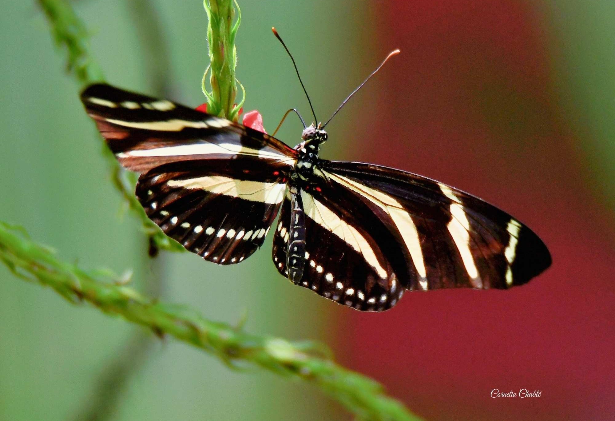 Heliconius charithonia