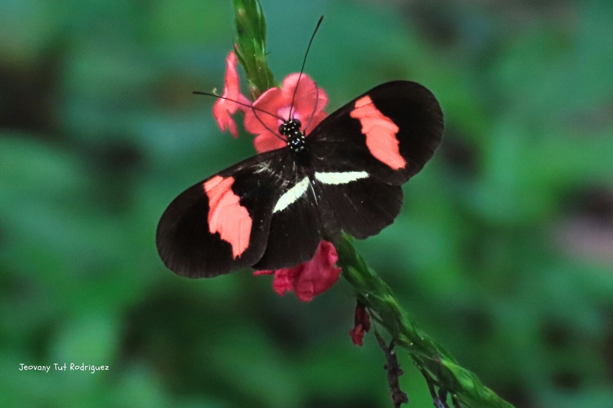 Heliconius erato