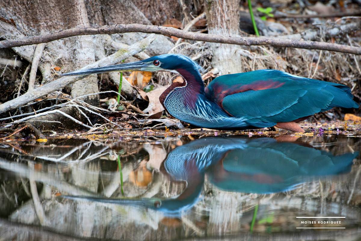 AGAMI HERON