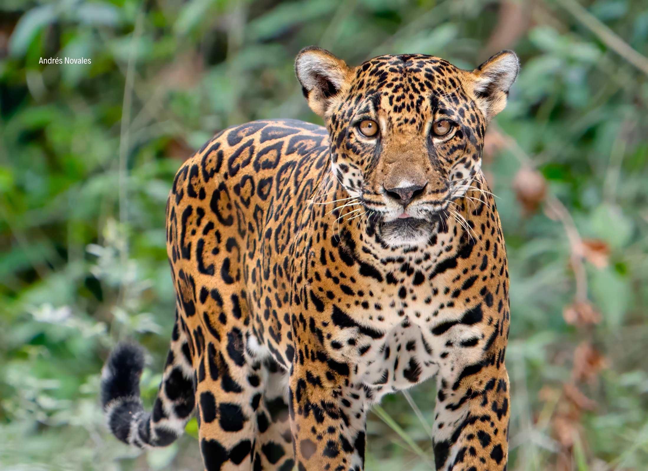 Jaguar hembra