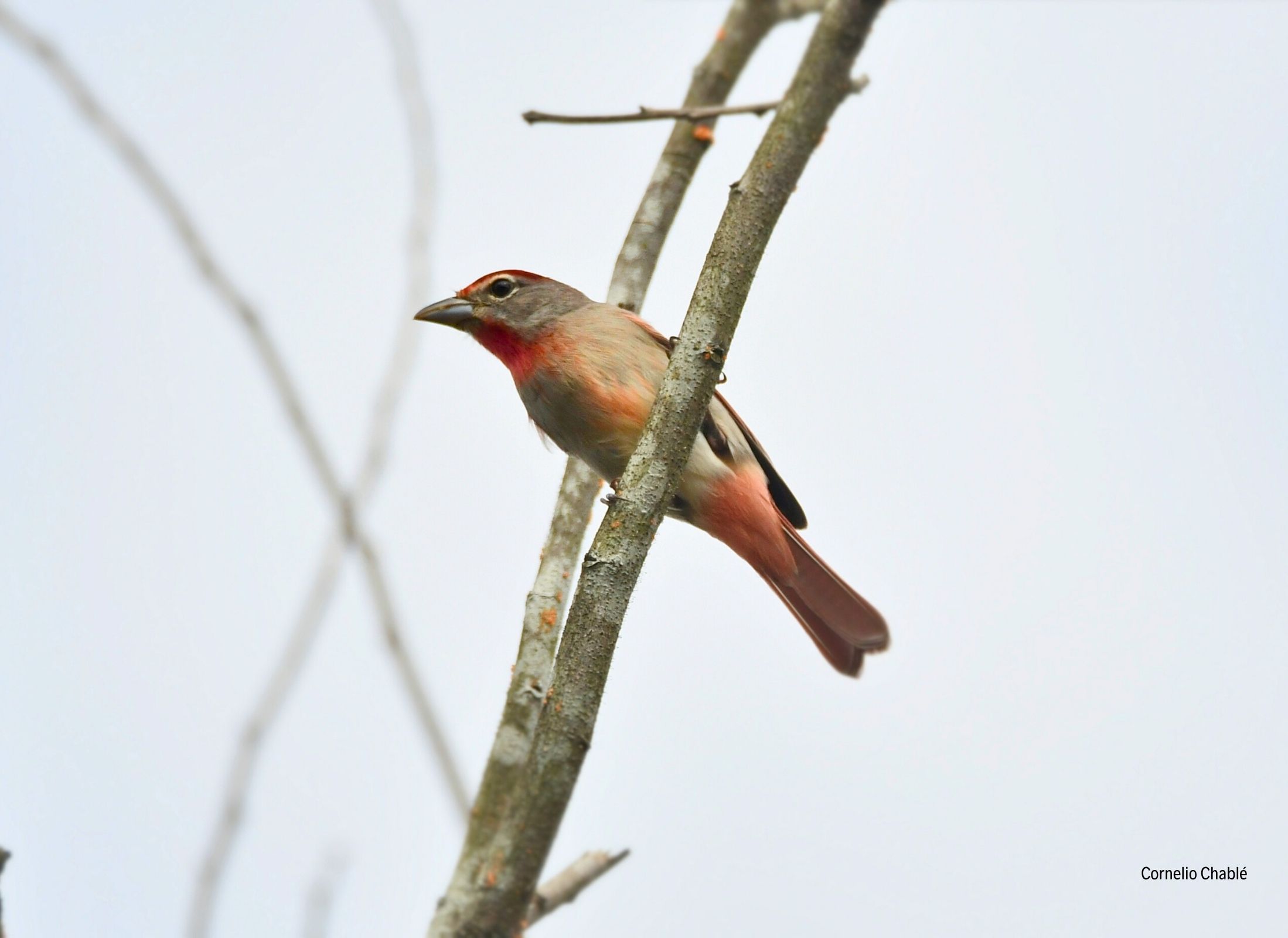 Tangara garganta rosada