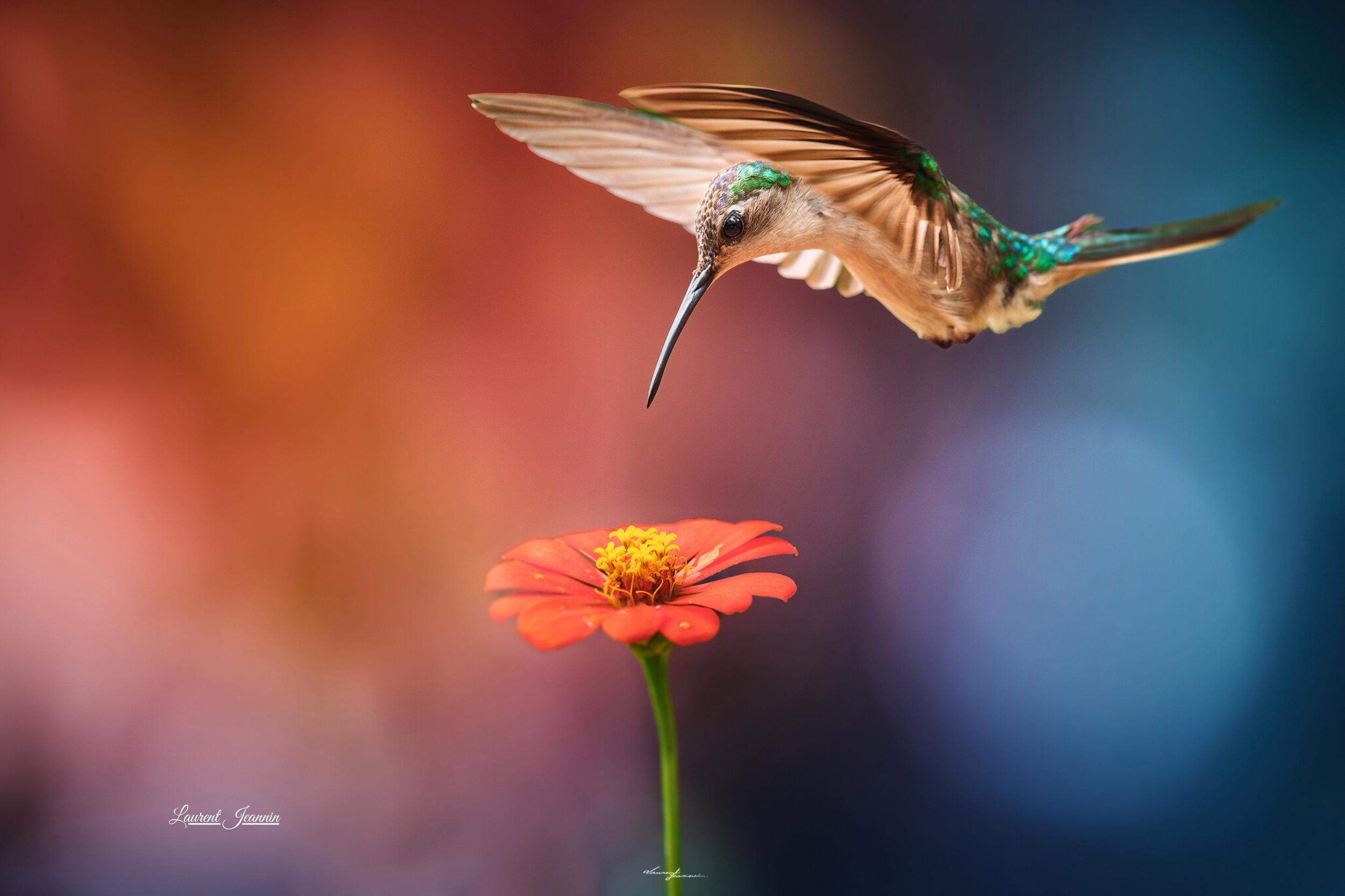 Wedge tailed Sabrewing 