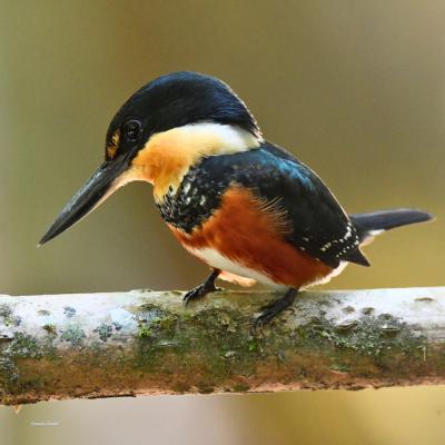 American Pygmy Kingfisher