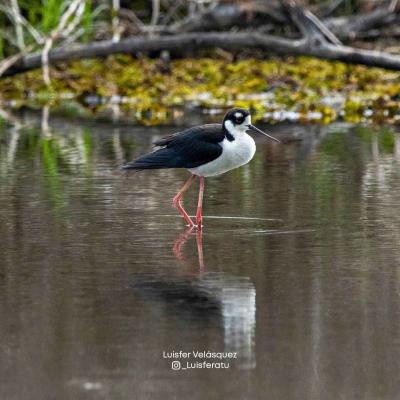 Black Neck Stilt