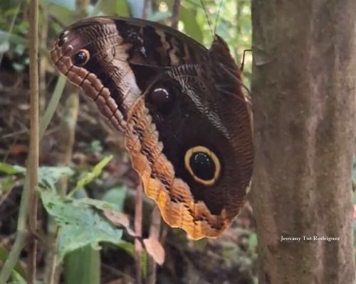 Caligo Uranus Mariposa Buho De Borde Dorado