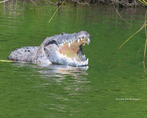 Cocodrilo Moreletti
