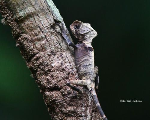 Corytophanes Hernandesii