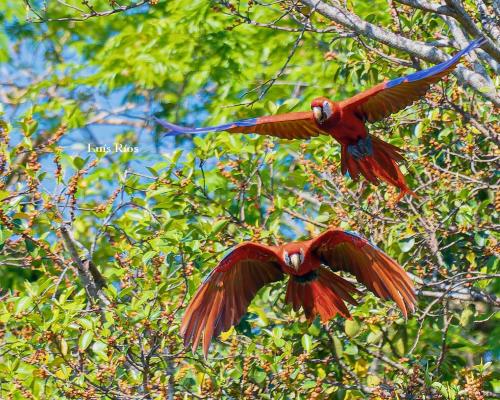 Guacamaya Roja