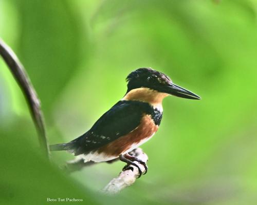 Martin Pescador Enano