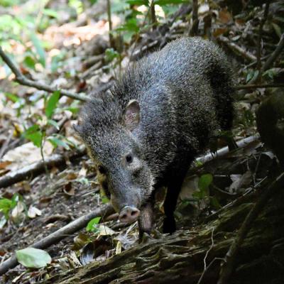 Pecari De Collar