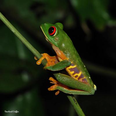 Ranita De Ojos Rojos