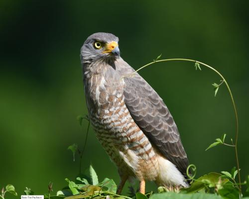 Rupornis Magnirostris