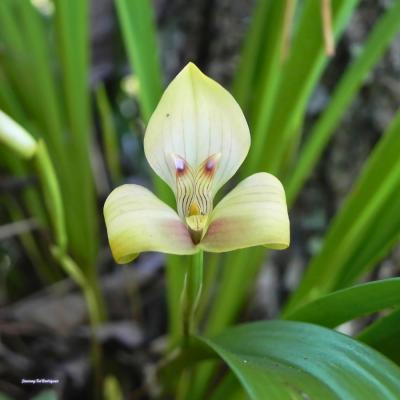 Trigonidium Egertoniamun