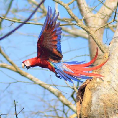 Guacamayas Saliendo Del Nido