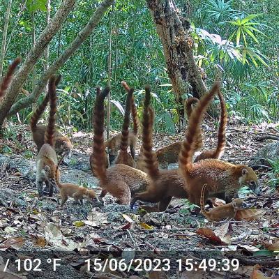 Imagenes De Trampas Camaras