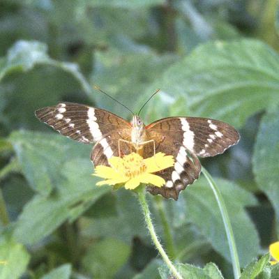 Mariposa Anartia Fatima