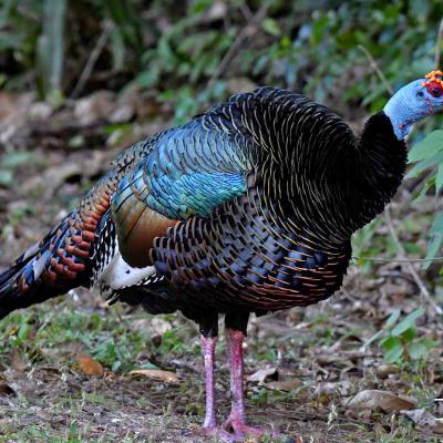 Senderismo Guiado Pavo Ocelado