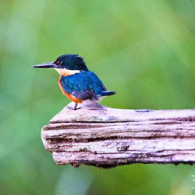 American Pygmy Kingfisher
