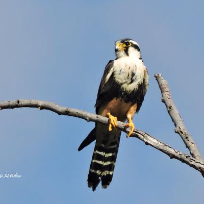 Aplomado Falcon