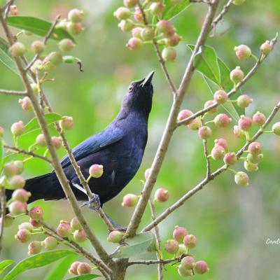 Black Catbird