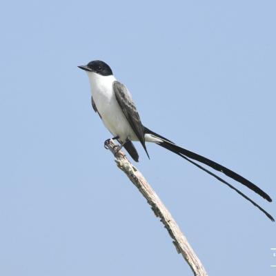 Fork Tailed Flycatcher 