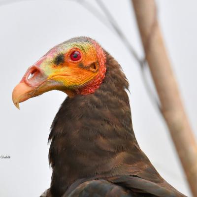 Lesser Yellow Headed Vulture