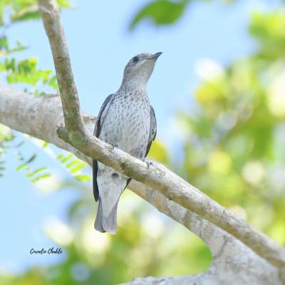 Lovely Cotinga