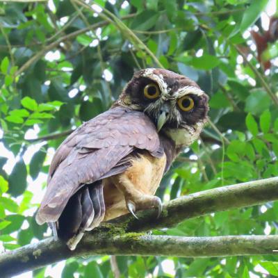 Spectacled Owl