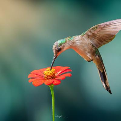 Wedge Tailed Sabrewing