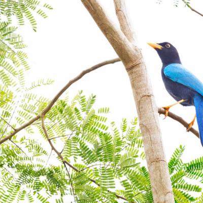 Yucatan Jay