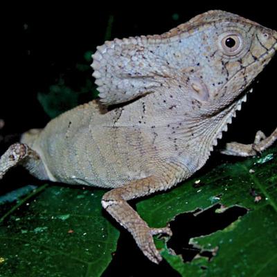 Corytophanes Cristatus