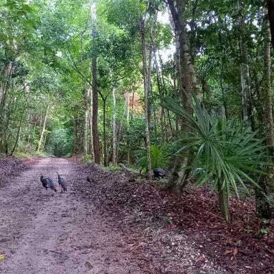 Senderos De La Selva