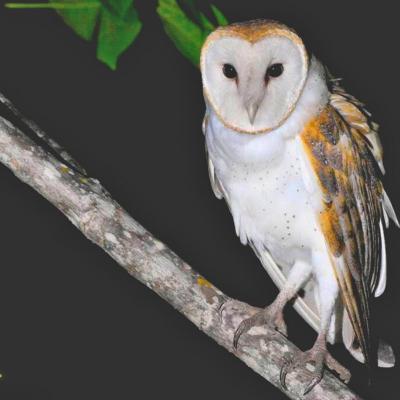 Barn Owl