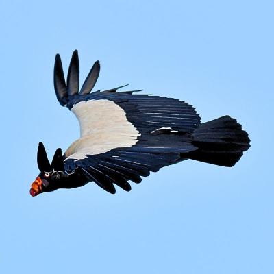 King Vulture